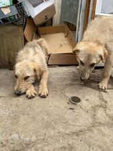 BETTY, Hund, Mischlingshund in Rumänien - Bild 32