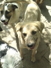 BETTY, Hund, Mischlingshund in Rumänien - Bild 6