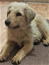 BETTY, Hund, Mischlingshund in Rumänien - Bild 9