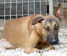 AMALFI, Hund, Deutscher Schäferhund-Mix in Zypern - Bild 14