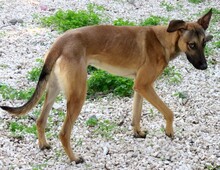 AMALFI, Hund, Deutscher Schäferhund-Mix in Zypern - Bild 16