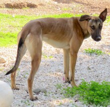 AMALFI, Hund, Deutscher Schäferhund-Mix in Zypern - Bild 18