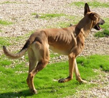AMALFI, Hund, Deutscher Schäferhund-Mix in Zypern - Bild 20