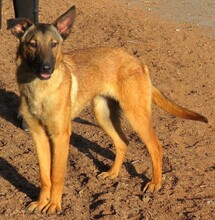 ATROS, Hund, Deutscher Schäferhund-Mix in Zypern - Bild 2