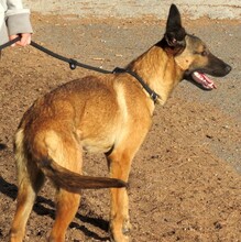 ATROS, Hund, Deutscher Schäferhund-Mix in Zypern - Bild 5