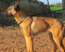 ATROS, Hund, Deutscher Schäferhund-Mix in Zypern - Bild 8