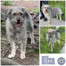 ELIZA, Hund, Mischlingshund in Wülfrath - Bild 1