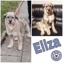 ELIZA, Hund, Mischlingshund in Wülfrath - Bild 2