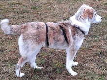 KIJANI, Hund, Mischlingshund in Ebensfeld - Bild 15