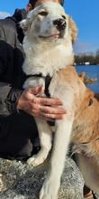 KIJANI, Hund, Mischlingshund in Ebensfeld - Bild 23