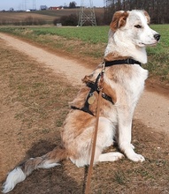 KIJANI, Hund, Mischlingshund in Ebensfeld - Bild 30