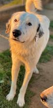 MALIBU, Hund, Mischlingshund in Griechenland - Bild 11