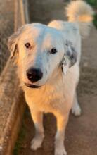 MALIBU, Hund, Mischlingshund in Griechenland - Bild 12