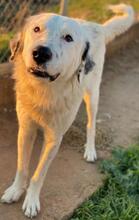 MALIBU, Hund, Mischlingshund in Griechenland - Bild 2