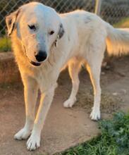 MALIBU, Hund, Mischlingshund in Griechenland - Bild 3