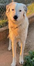 MALIBU, Hund, Mischlingshund in Griechenland - Bild 4