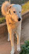 MALIBU, Hund, Mischlingshund in Griechenland - Bild 5
