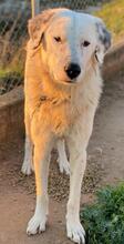 MALIBU, Hund, Mischlingshund in Griechenland - Bild 6