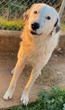 MALIBU, Hund, Mischlingshund in Griechenland - Bild 8