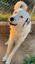 MALIBU, Hund, Mischlingshund in Griechenland - Bild 9