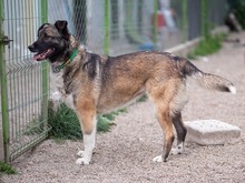 LIA, Hund, Mischlingshund in Rumänien - Bild 10