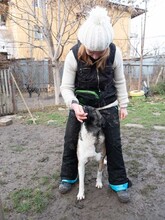 LIA, Hund, Mischlingshund in Rumänien - Bild 16