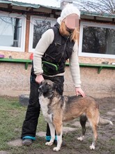LIA, Hund, Mischlingshund in Rumänien - Bild 17