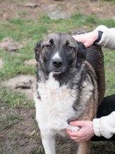 LIA, Hund, Mischlingshund in Rumänien - Bild 18
