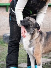 LIA, Hund, Mischlingshund in Rumänien - Bild 19
