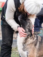 LIA, Hund, Mischlingshund in Rumänien - Bild 21