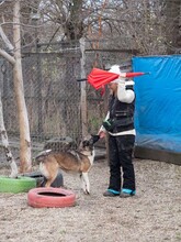 LIA, Hund, Mischlingshund in Rumänien - Bild 23