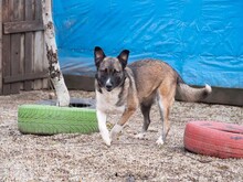 LIA, Hund, Mischlingshund in Rumänien - Bild 24