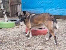LIA, Hund, Mischlingshund in Rumänien - Bild 25