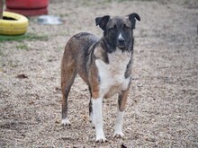 LIA, Hund, Mischlingshund in Rumänien - Bild 27