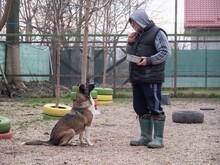 LIA, Hund, Mischlingshund in Rumänien - Bild 28