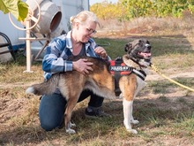 LIA, Hund, Mischlingshund in Rumänien - Bild 7