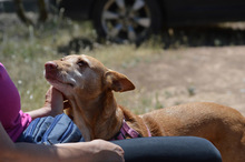KIA, Hund, Podenco Andaluz in Spanien - Bild 5