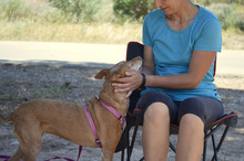 KIA, Hund, Podenco Andaluz in Spanien - Bild 7