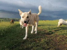 HARRY, Hund, Mischlingshund in Bulgarien - Bild 10