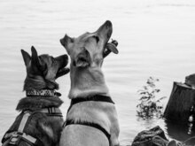 HARRY, Hund, Mischlingshund in Bulgarien - Bild 3