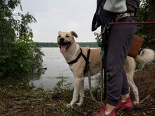 HARRY, Hund, Mischlingshund in Bulgarien - Bild 4