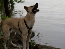 HARRY, Hund, Mischlingshund in Bulgarien - Bild 6