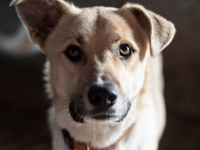 HARRY, Hund, Mischlingshund in Bulgarien - Bild 7