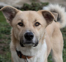 HARRY, Hund, Mischlingshund in Bulgarien - Bild 8