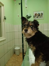 KIKI, Hund, Mischlingshund in Erkelenz - Bild 1