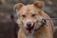 TALLY, Hund, Sheltie-Mix in Lohra-Reimershausen - Bild 1