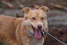 TALLY, Hund, Sheltie-Mix in Lohra-Reimershausen - Bild 2