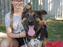 MISTERKAJLA, Hund, Mischlingshund in Ungarn - Bild 1