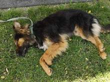 MISTERKAJLA, Hund, Mischlingshund in Ungarn - Bild 2