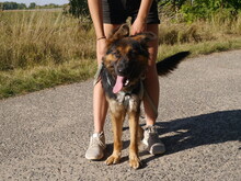 MISTERKAJLA, Hund, Mischlingshund in Ungarn - Bild 3